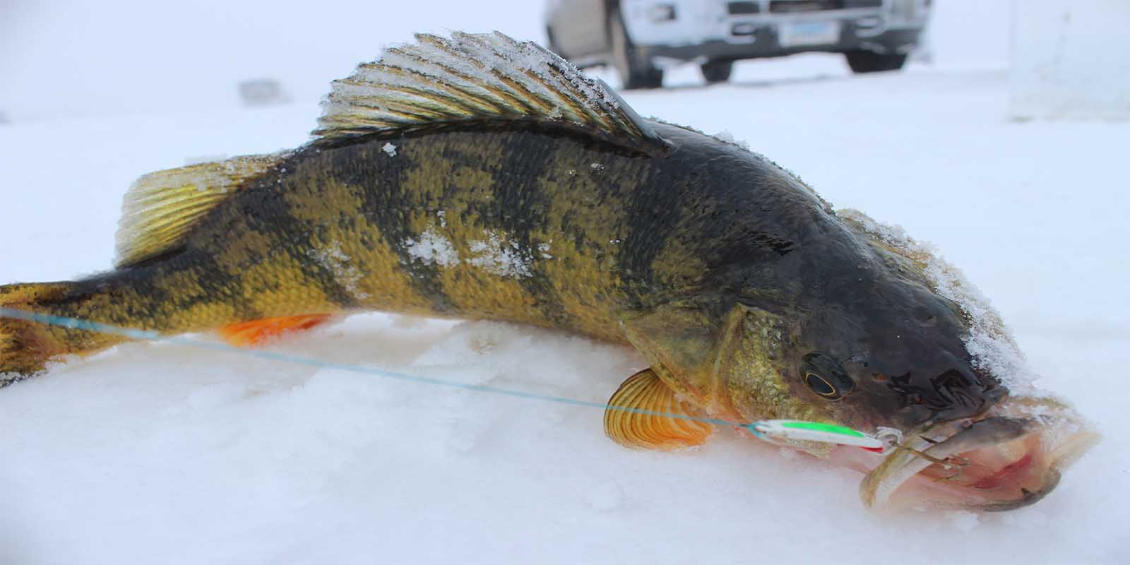 Big Perch with Swedish Pimple